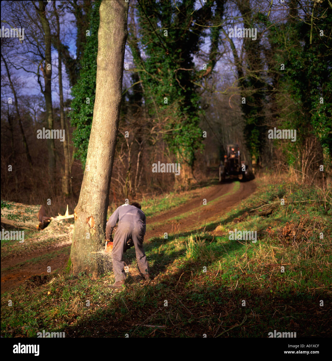 Secuencia de nueve hombres talar un árbol de ceniza en inglés woodland