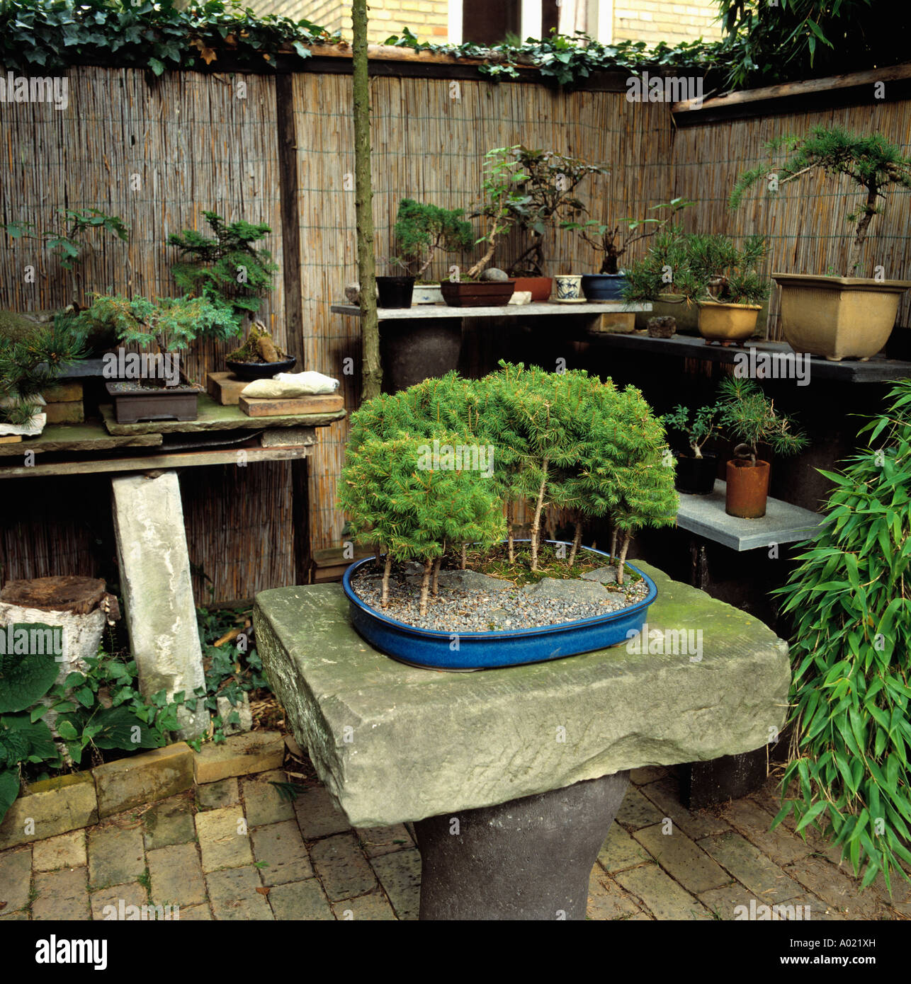 Bonsáis pequeños árboles en maceta en gran losa de piedra en la pequeña mesa  de jardín de estilo japonés con macetas de bonsai delante de la valla de  bambú Fotografía de stock -