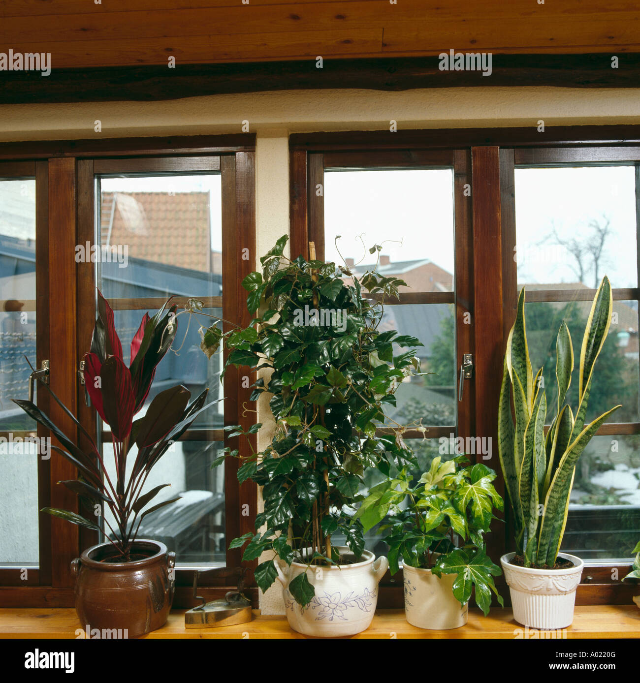 Cerca de verdes plantas de interior en macetas en el alféizar de ventana Foto de stock