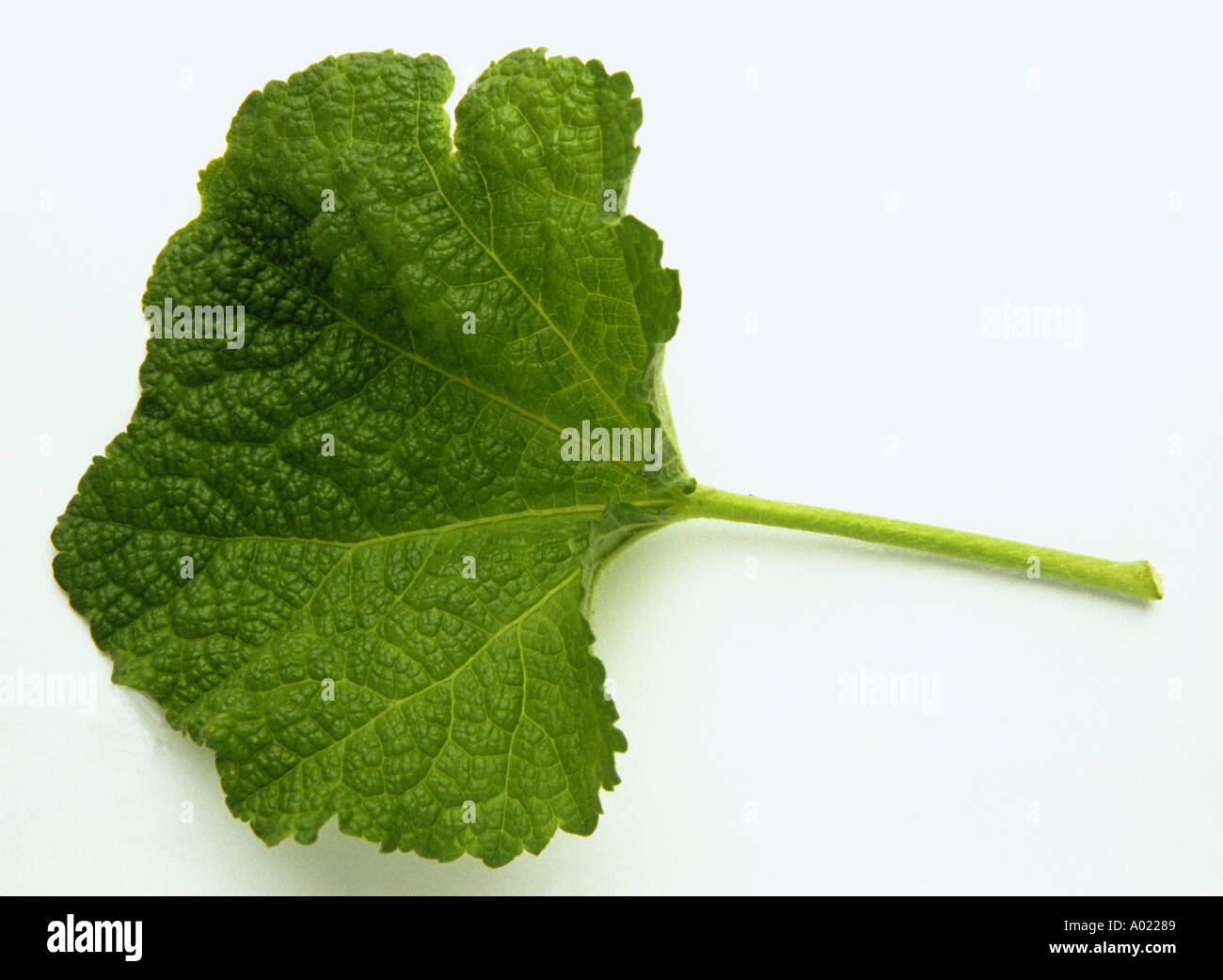 Hojas de Malva sylvestris malva común planta medicinal Fotografía de