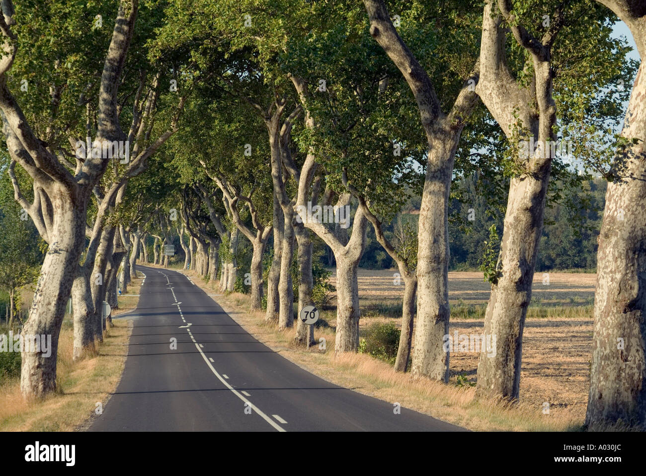 País por carretera bordeada de plátanos (Platanus), Francia. Foto de stock