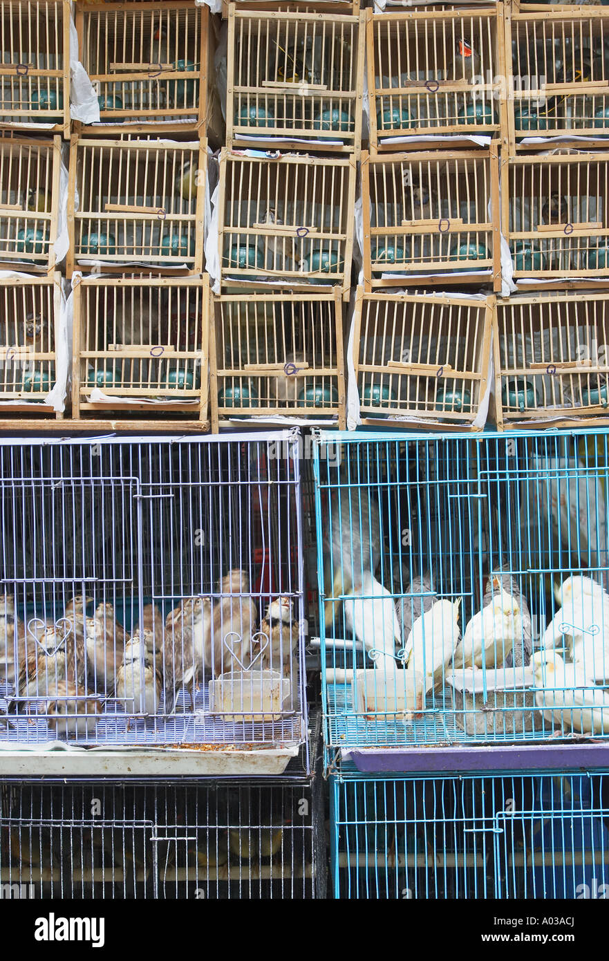Jaulas para pájaros de madera, Hong Kong Fotografía de stock - Alamy