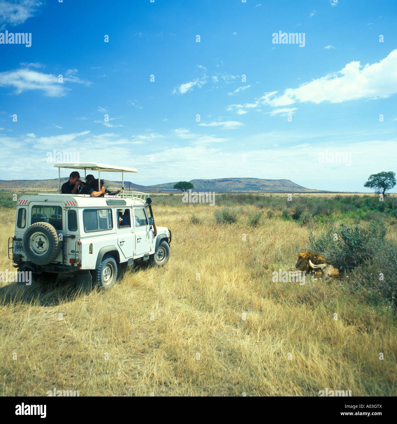 Safari Jeep con turistas tomando photopgraphs de un león perezoso en el Parque nacional Serengeti en Tanzania en África Foto de stock