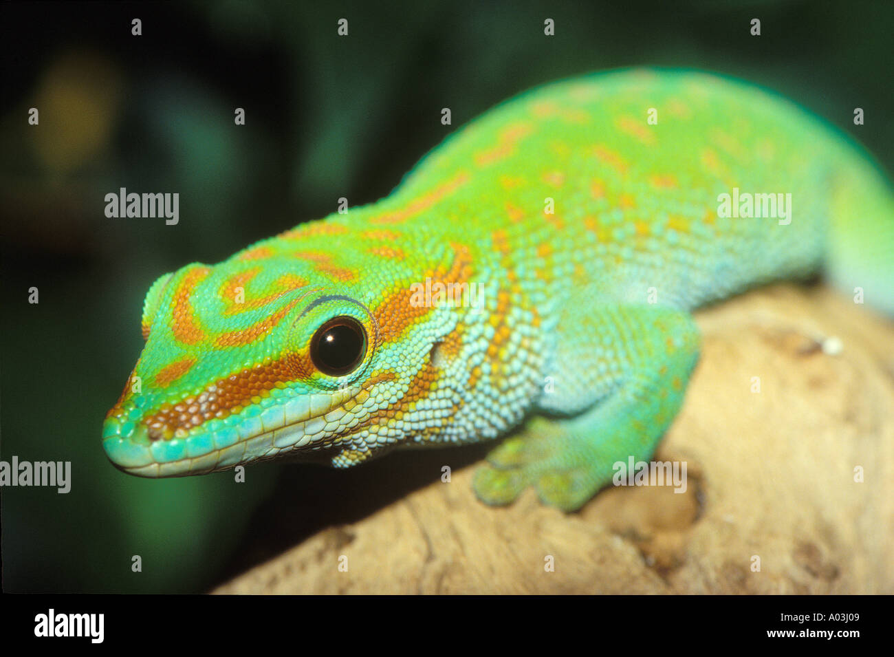 Madagascar day gecko (lagarto Phelsuma madagascariensis kochi) Foto de stock