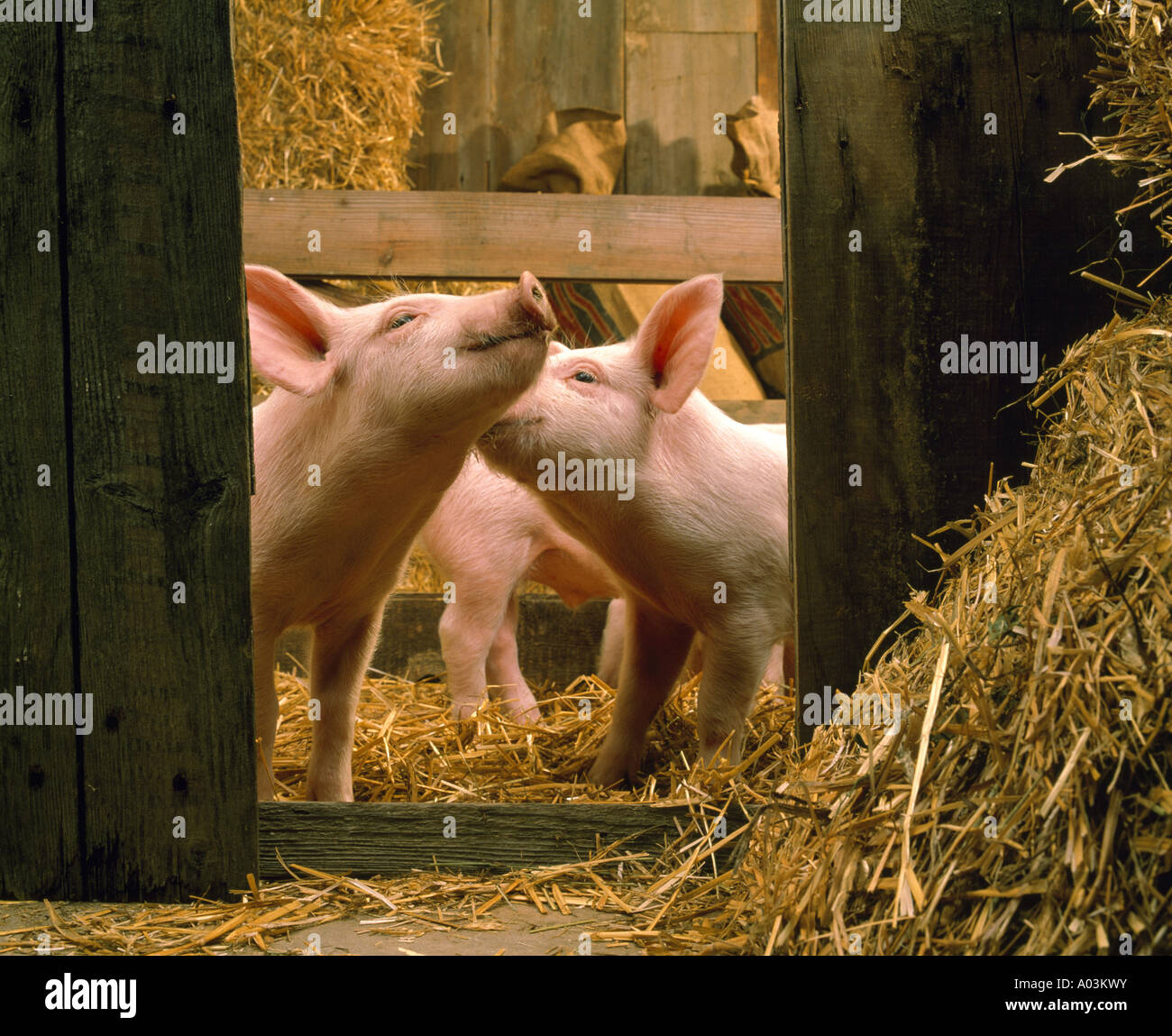 25 30 LB 5 semana de edad los cerdos del alimentador Foto de stock