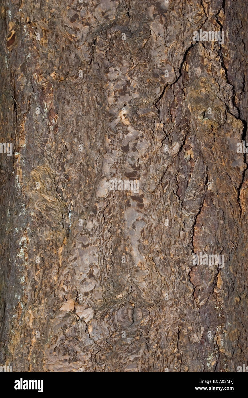 Corteza de abeto Douglas Pseudotsuga menziesii Worcestershire UK Foto de stock