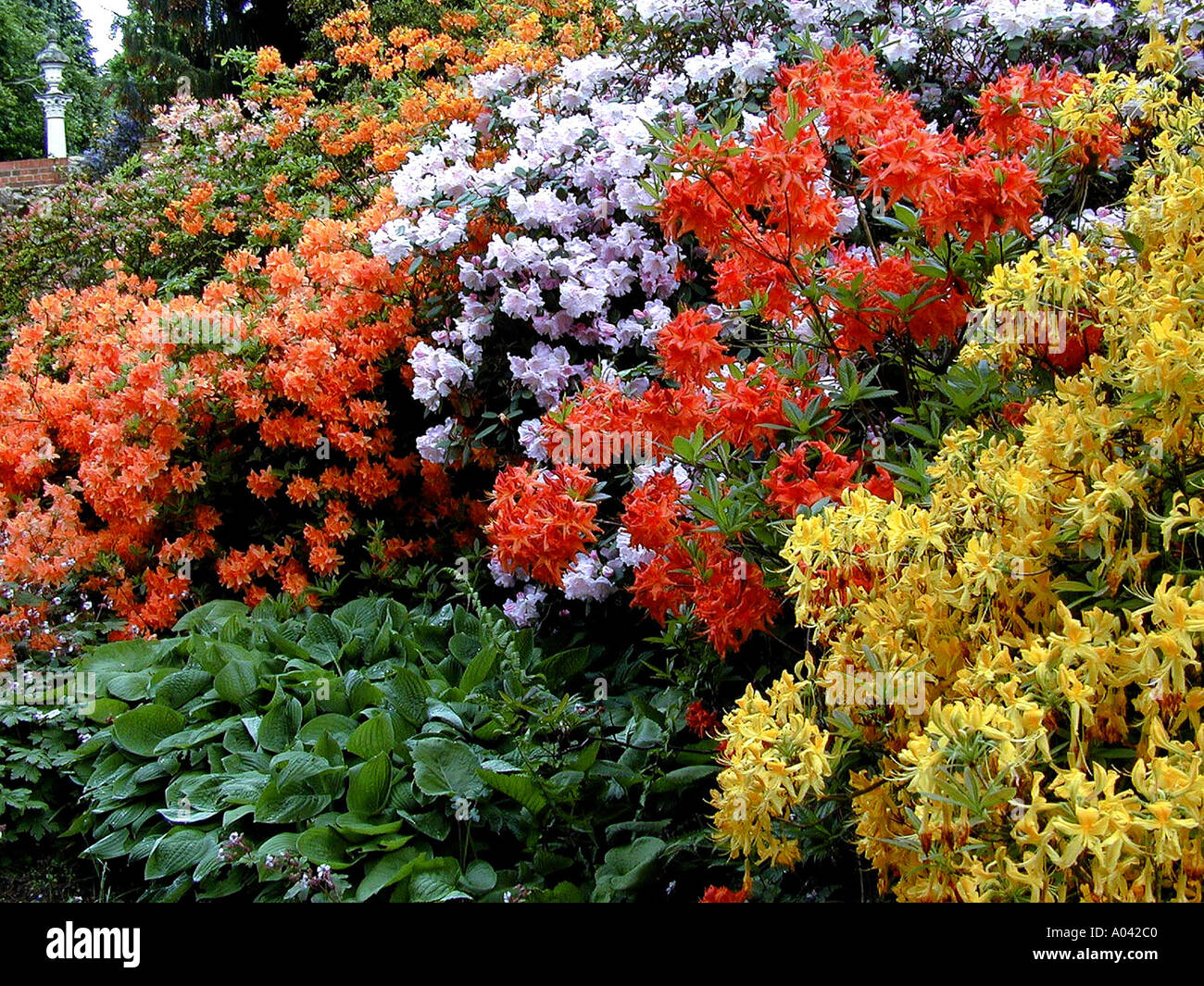 Con vista al jardín y rododendros y azaleas flores Fotografía de stock -  Alamy