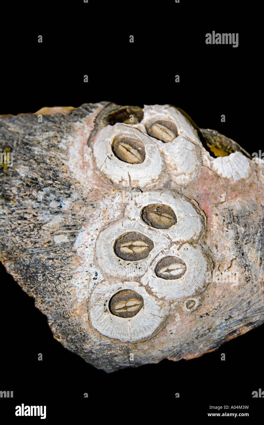 Percebes Chelonibia testudinaria fosilizadas de tortugas de caparazón tortuga boba Caretta caretta especies amenazadas Foto de stock
