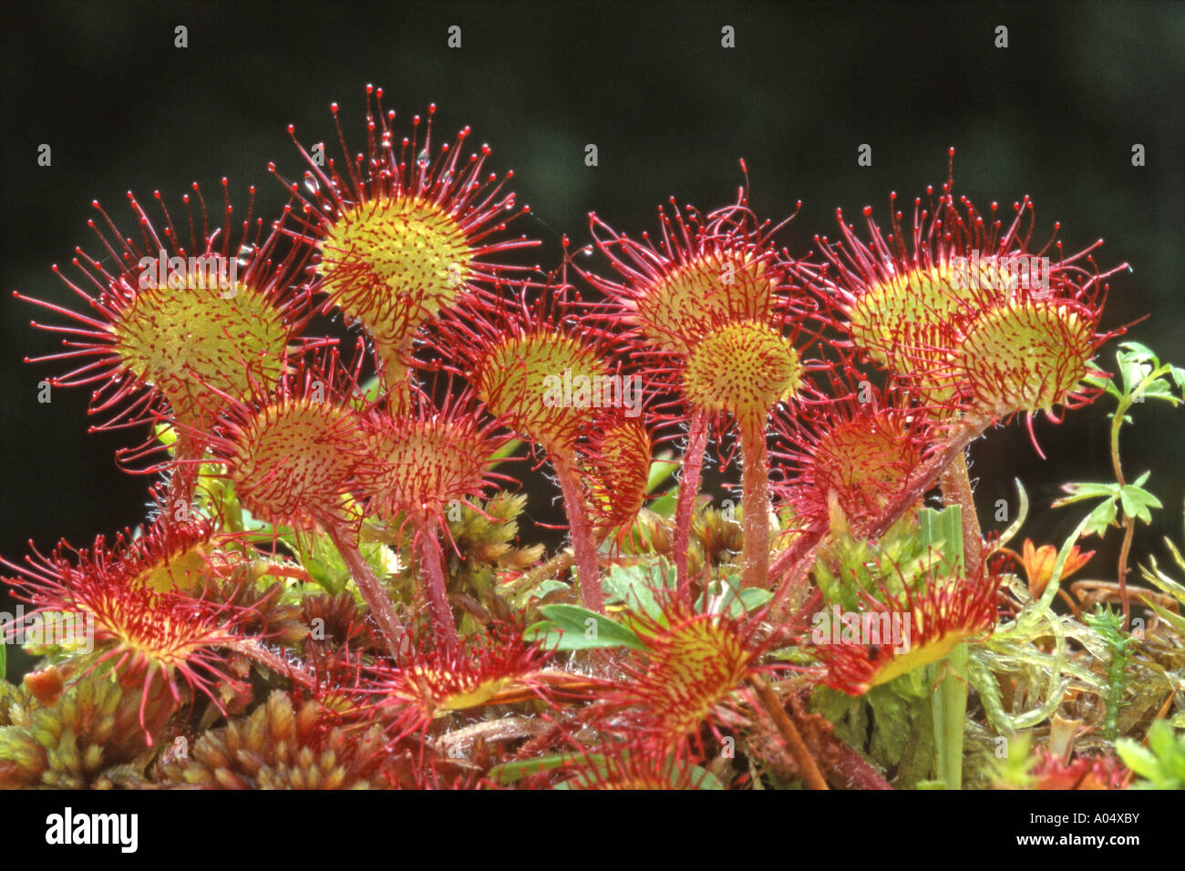 Ronda dejados Sundew (Drosera rotundifolia), de hojas con tentáculos Foto de stock