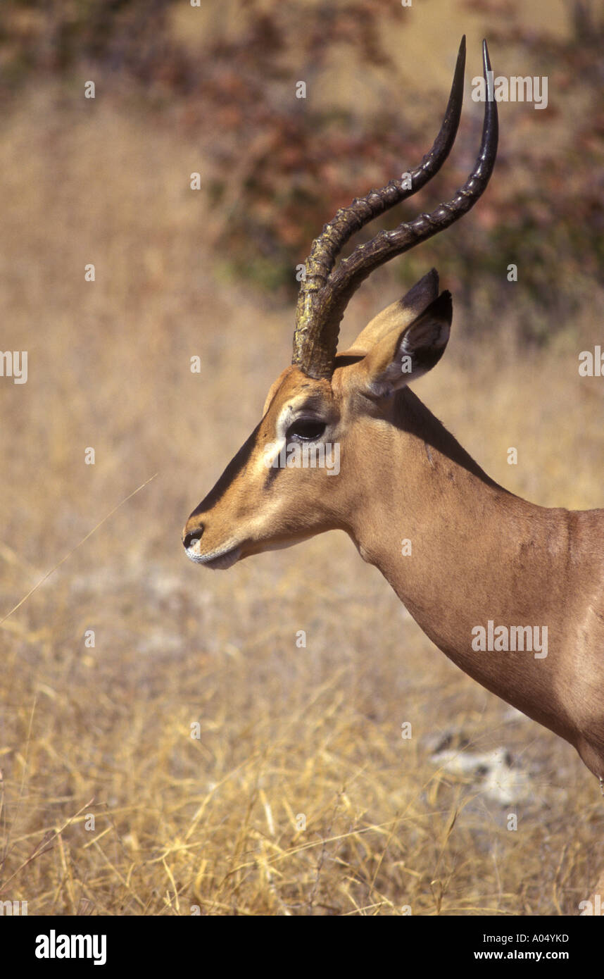 Retrato de perfil de macho negro Impala enfrenta el Parque Nacional Etosha Namibia África meridional Foto de stock