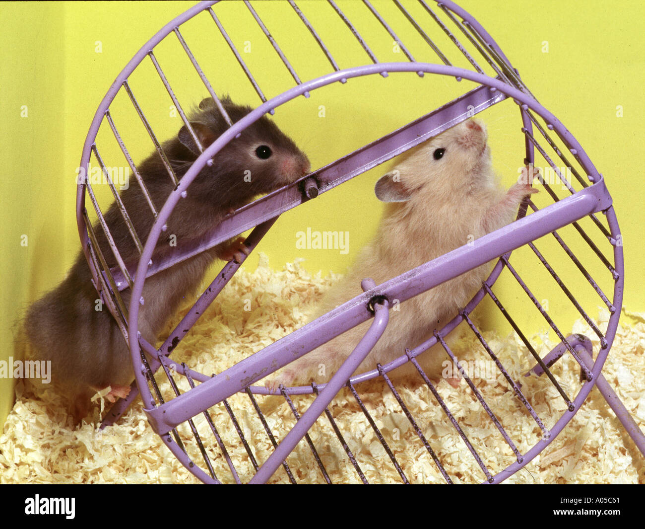Hamsters wheel fotografías e imágenes de alta resolución Alamy