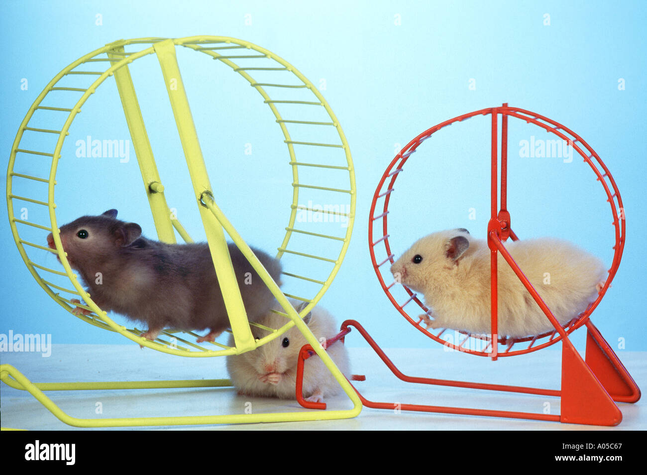 Hamsters Wheel Fotos e Imágenes de stock Alamy Hamsters Wheel Fotos e Imágenes de stock Alamy