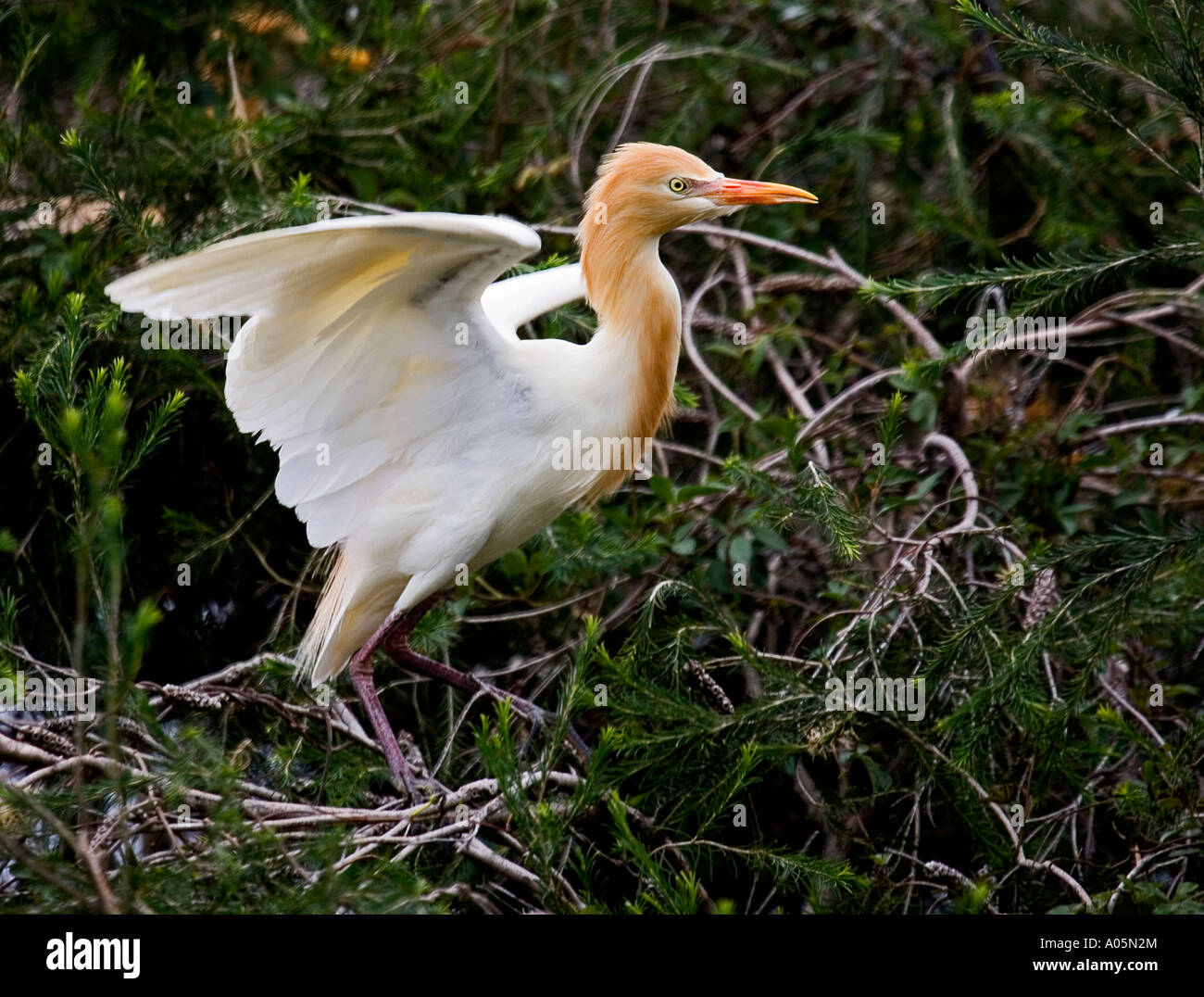 Ardea ibis - bovinos egret bird Foto de stock