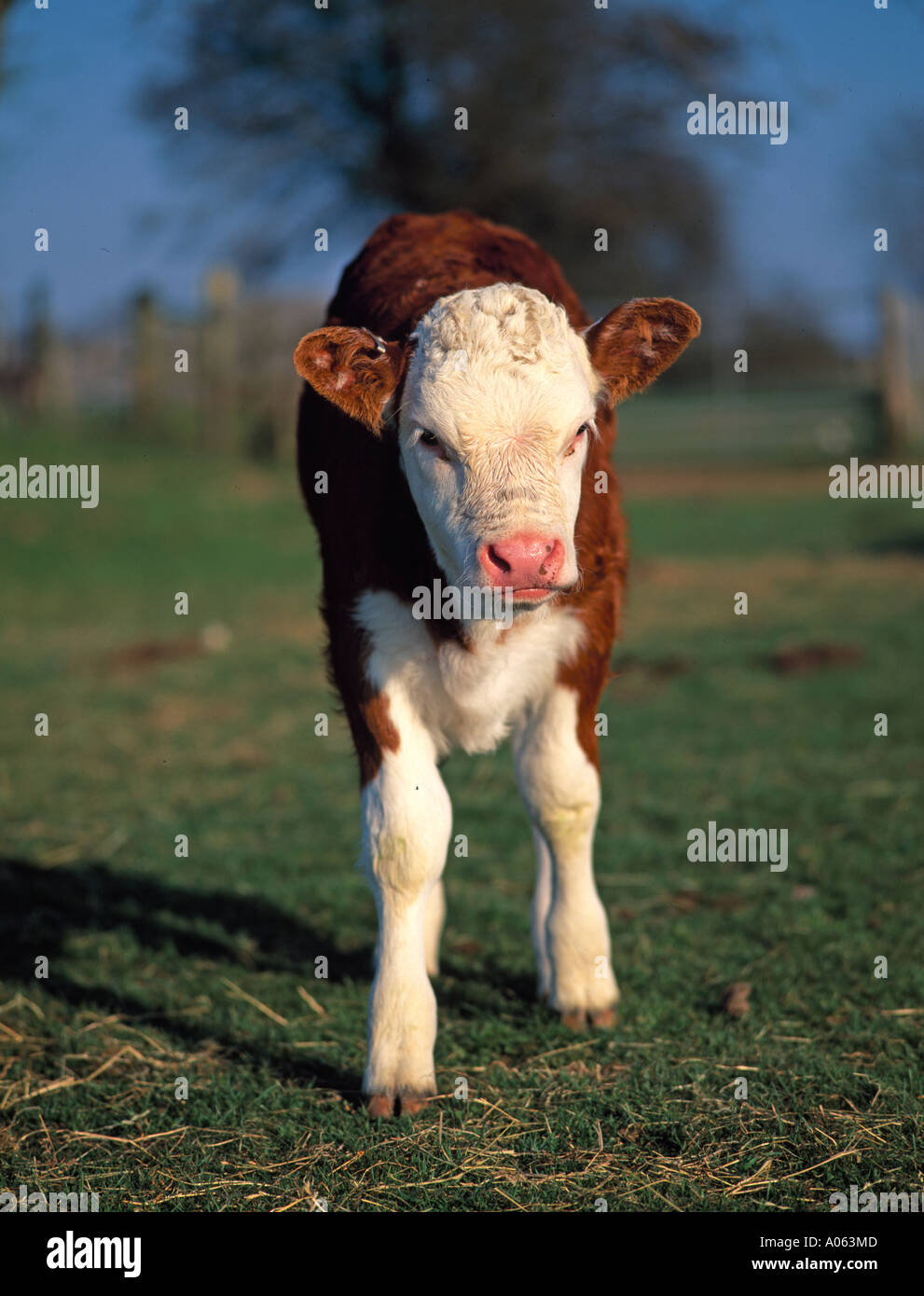 Los mamíferos, el ganado, la pantorrilla Foto de stock