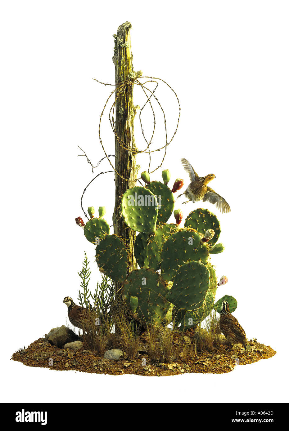 Cactus, codorniz, el sur de Texas, Foto de stock