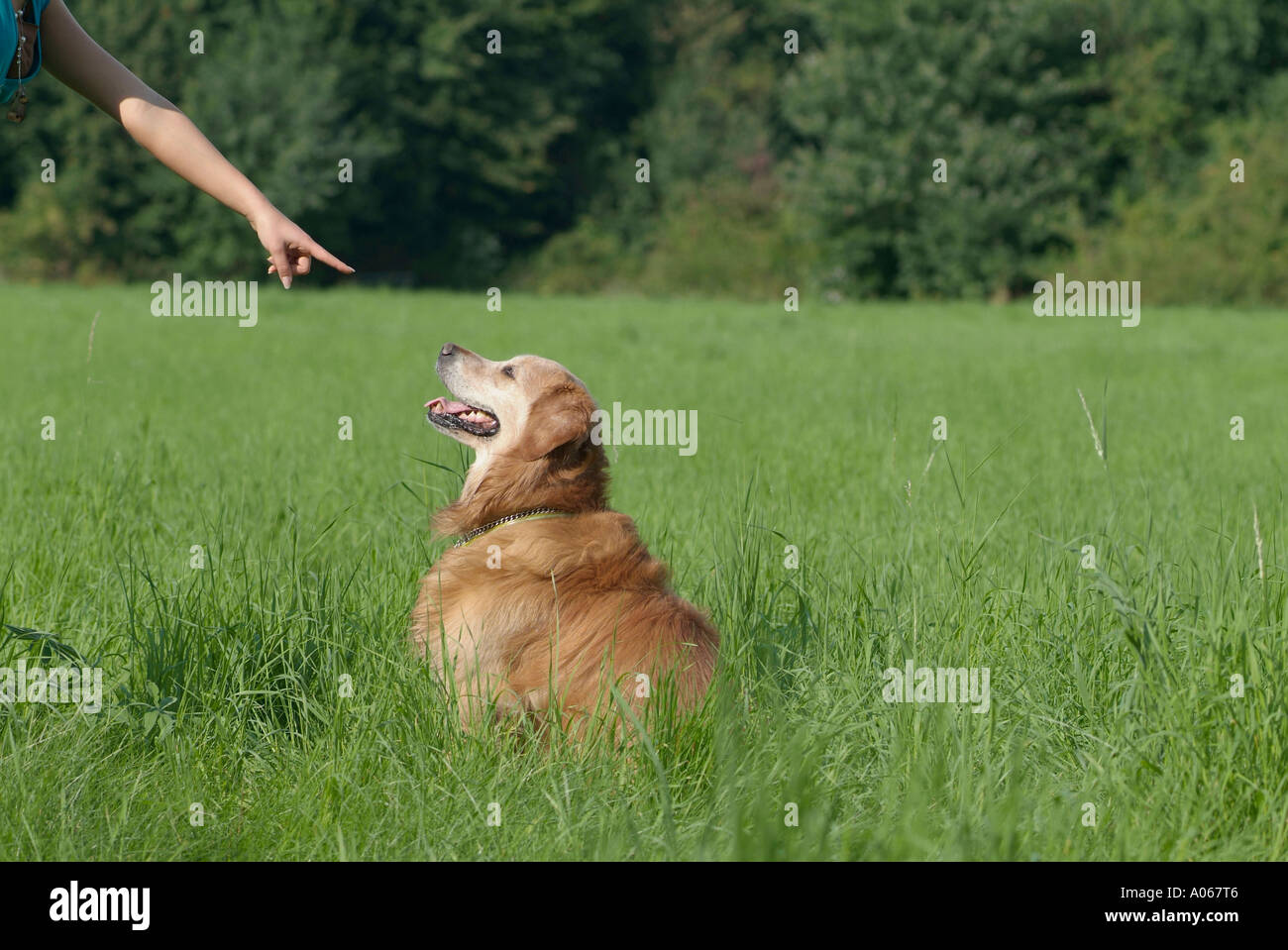 Un perro mira a la mujer como ella está apuntando su dedo hacia el suelo  Fotografía de stock - Alamy