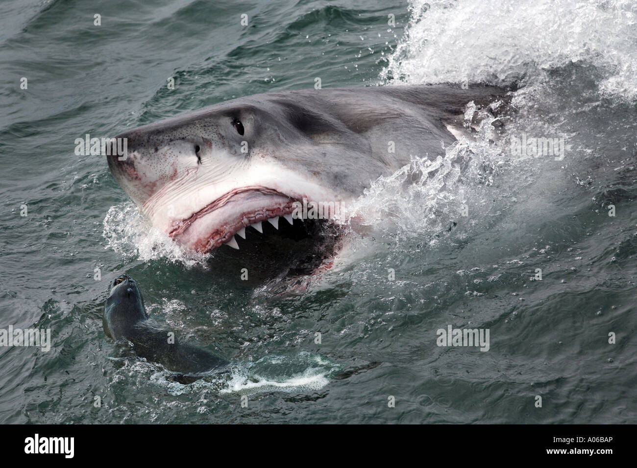 Gran tiburón blanco cazando focas cape fur Fotografía de stock - Alamy