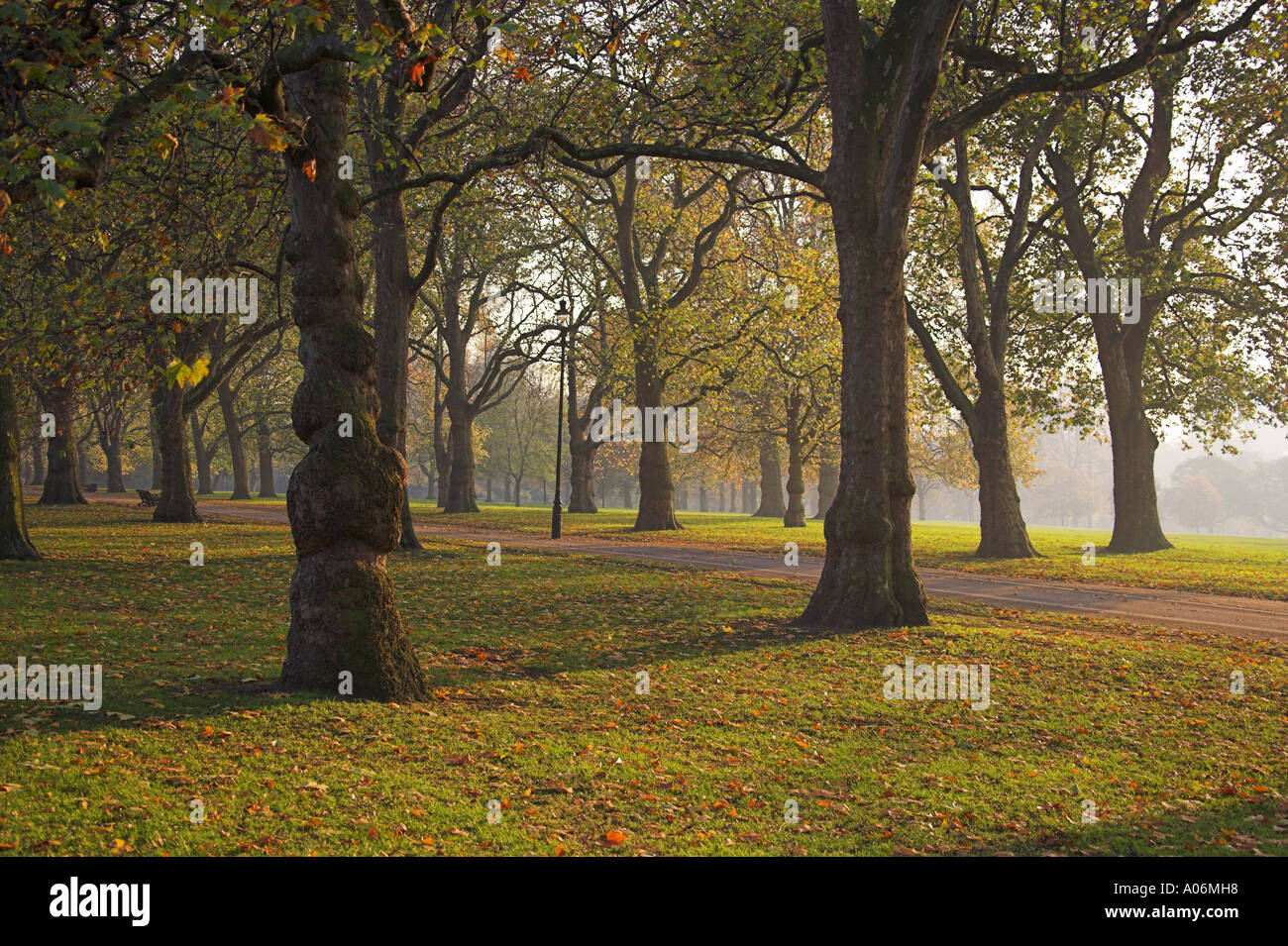 Árboles de Hyde Park Londres Foto de stock
