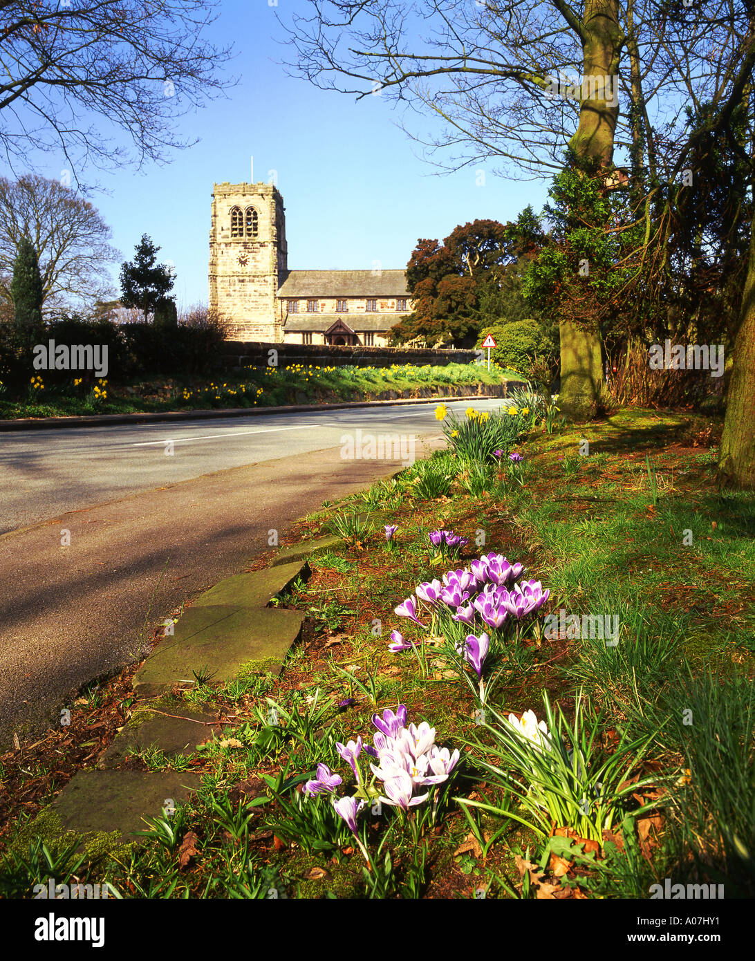 Azafrán y St Wilfreds iglesia parroquial en primavera, Mobberley, Cheshire, Inglaterra, Reino Unido. Foto de stock