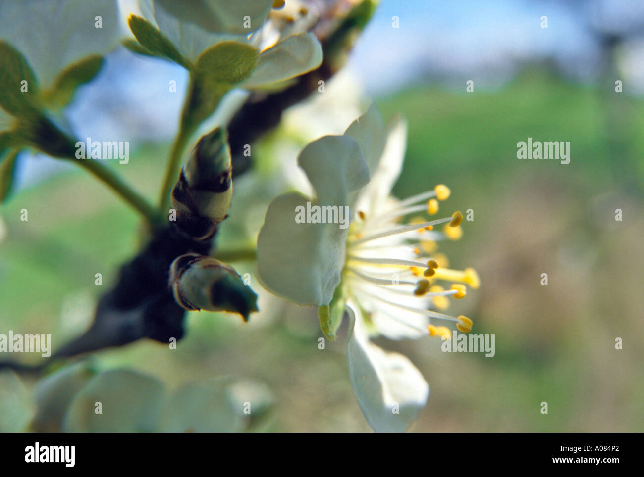 Blooming árbol frutal - símbolo de la primavera Foto de stock