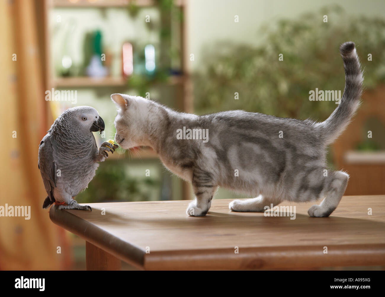 Amistad de animales: Gato británico Shorthair y loros Congo African Grey  sobre una mesa. El loro sostiene un tidbit en el cual el gato está  interesado Fotografía de stock - Alamy