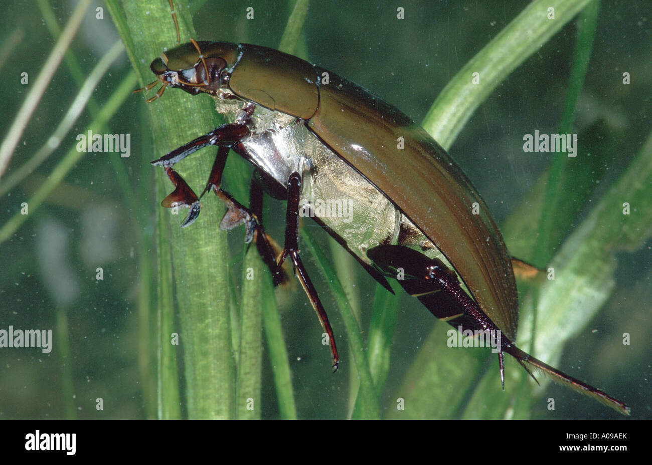Mayor escarabajo de plata, gran, gran escarabajo de agua negro plata  escarabajo de agua, buceo agua escarabajo (Hydrophilus piceus, hidratado,  pi Fotografía de stock - Alamy