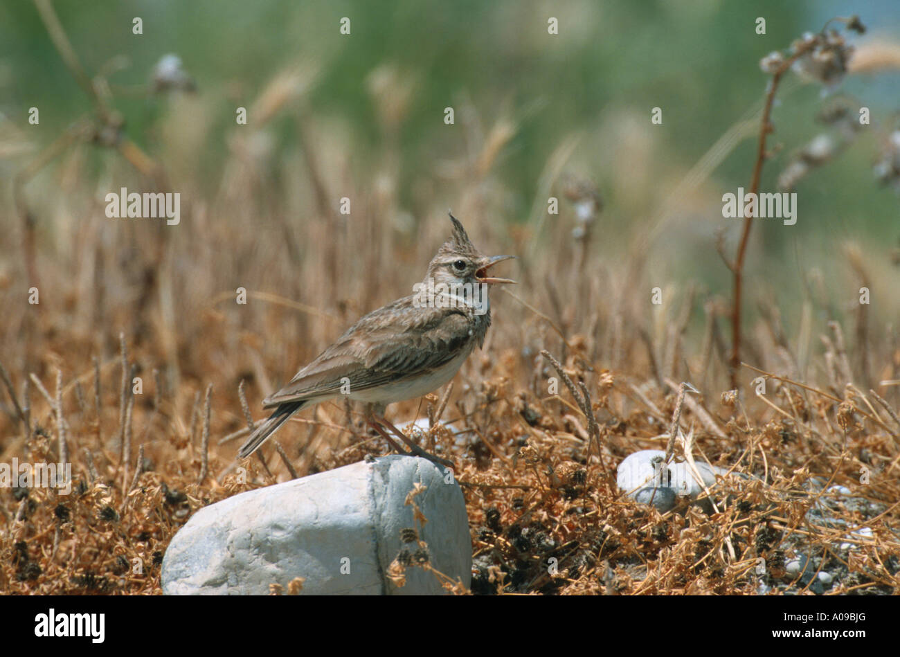 Crested Lark (Galerida cristata), cantando, Grecia Foto de stock