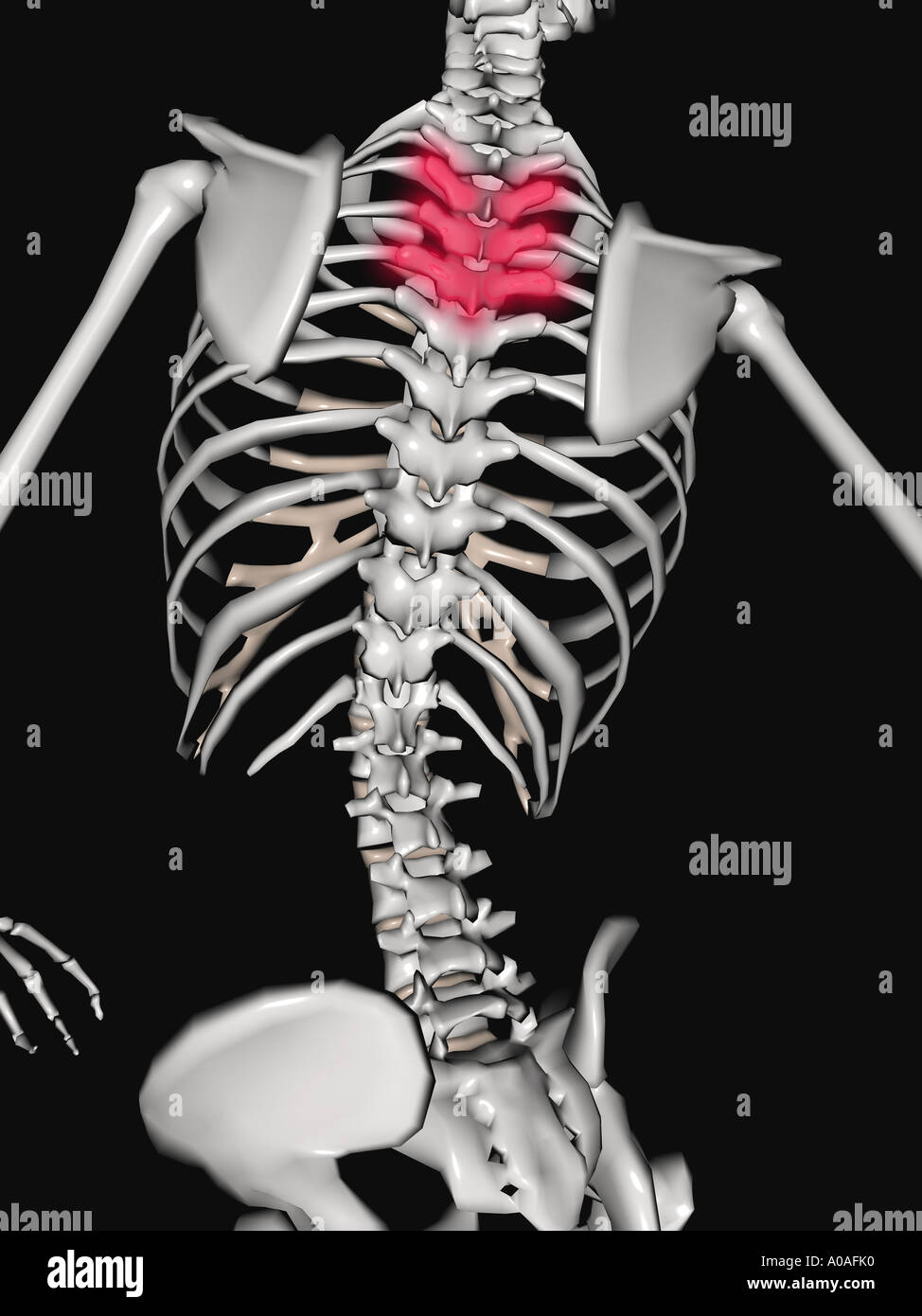 Diagrama ilustrativo mostrando el esqueleto se centran en los hombros,  espalda y la caja torácica de la columna vertebral con la parte superior de  la espalda resaltada Fotografía de stock - Alamy
