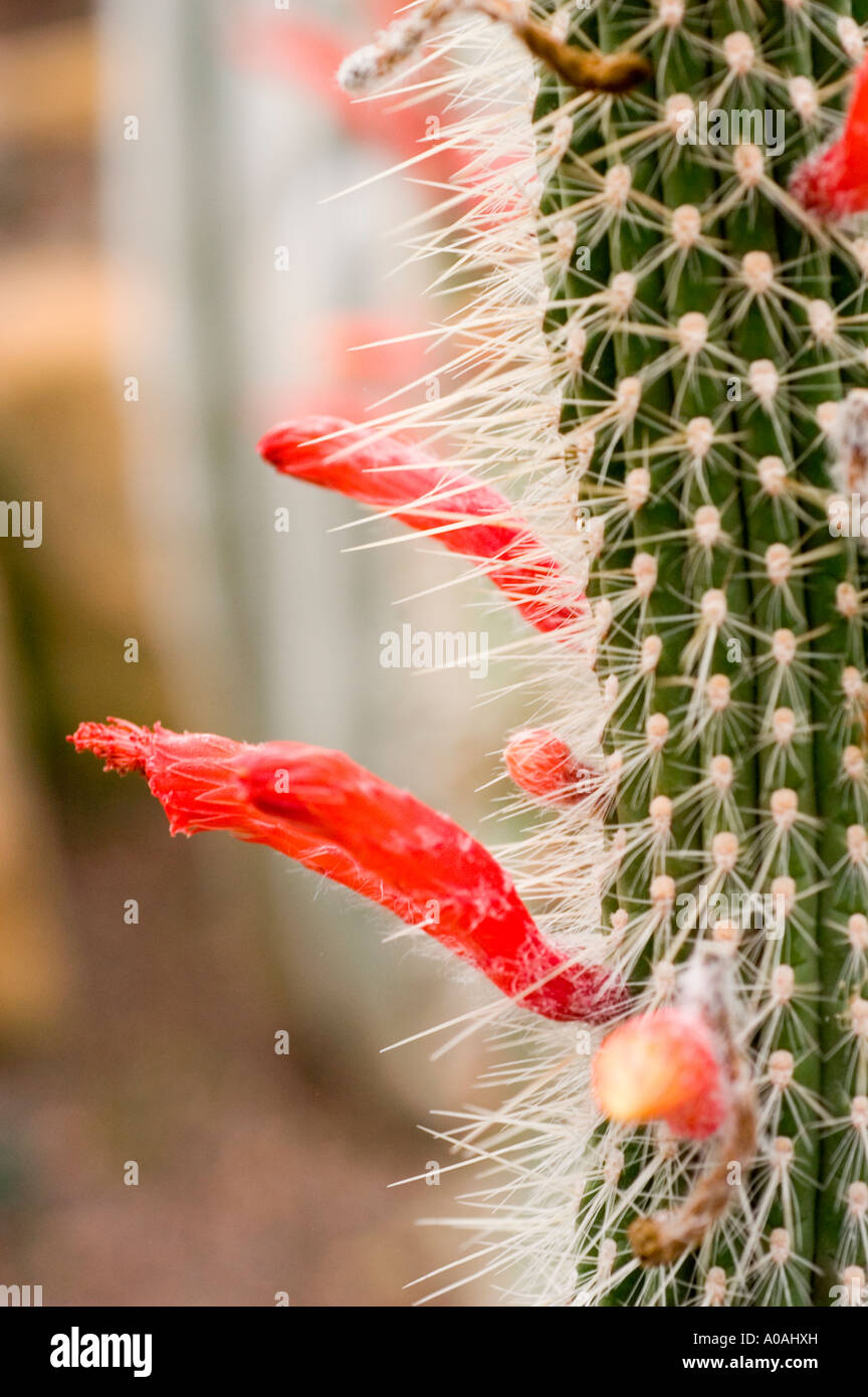 Flores rojas sobre plantas suculentas de naranja plata antorcha cactus o  cactos Cactáceas Cleistocactus pojoensis América del Sur Fotografía de  stock - Alamy
