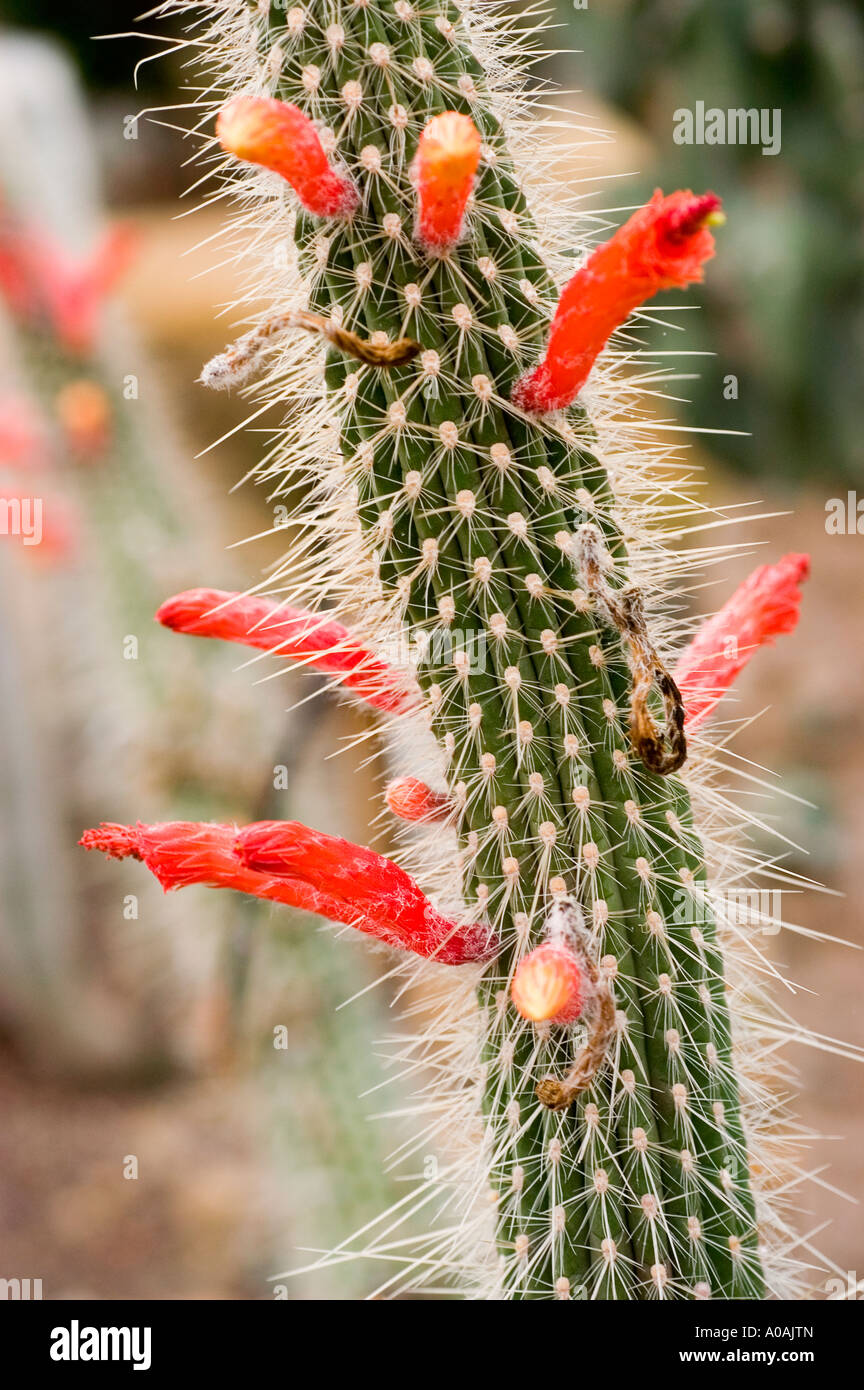 Flores rojas sobre plantas suculentas de naranja plata antorcha cactus o  cactos Cactáceas Cleistocactus pojoensis América del Sur Fotografía de  stock - Alamy