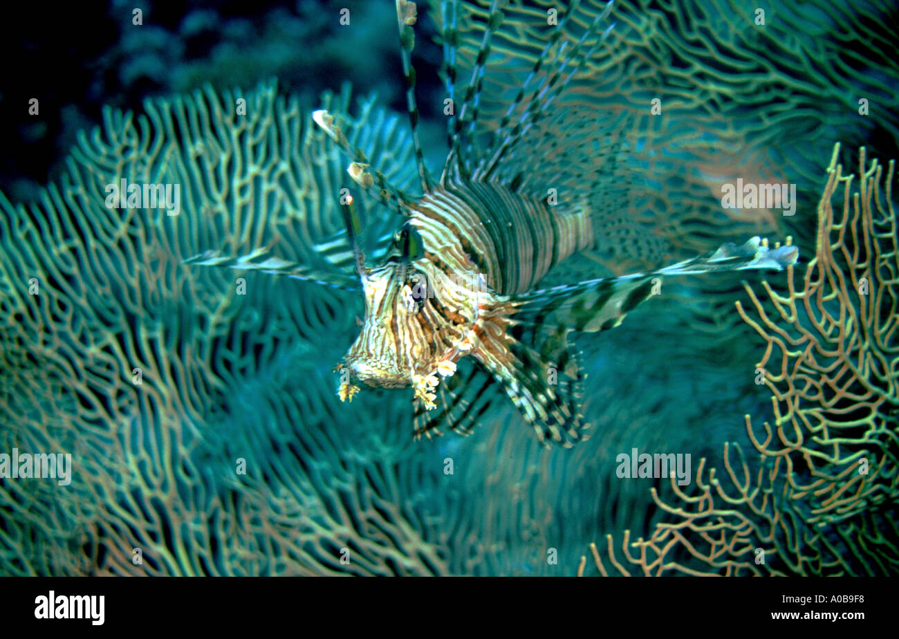 El pez león pequeño paso del Mar Rojo de Egipto Pterois volitans Foto de stock