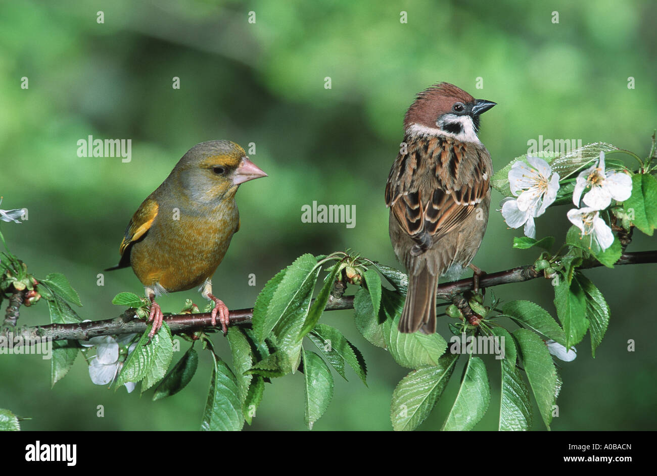 Árbol de Eurasia sparrow y verderón (Passer montanus, Carduelis chloris), sentado en twig Foto de stock