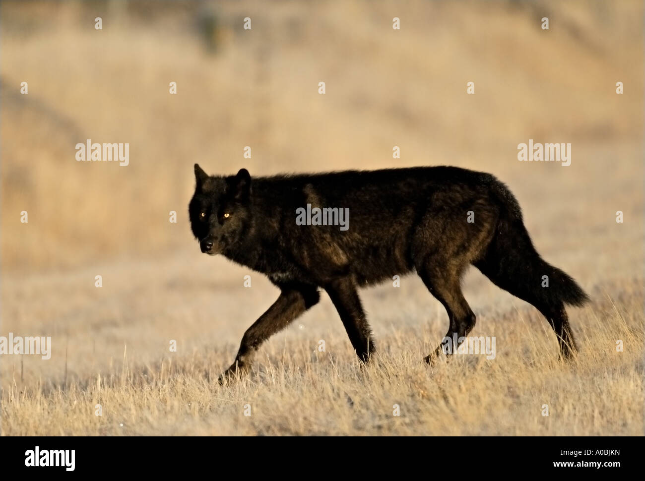 Un lobo negro Foto de stock