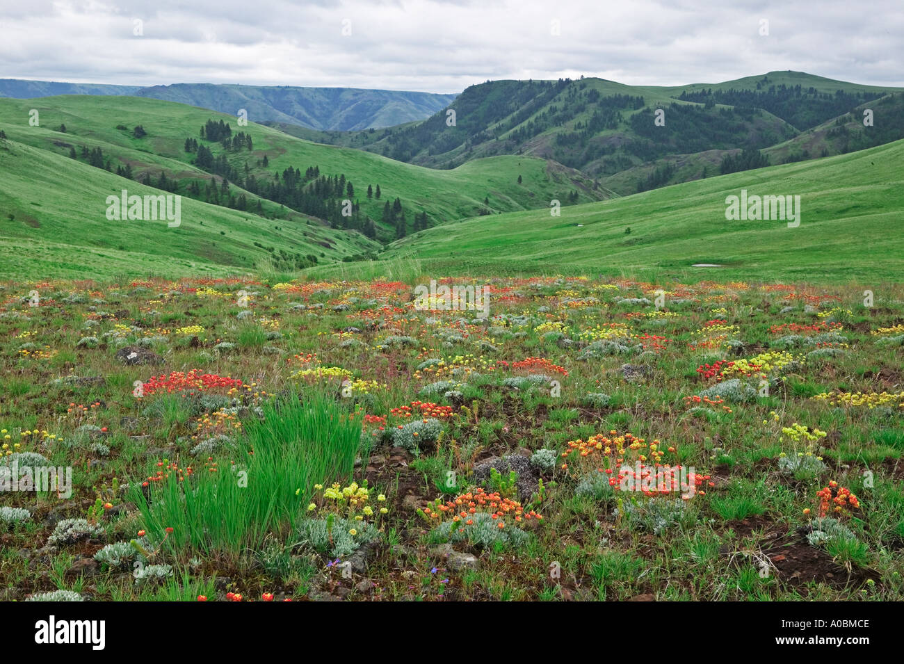 El alforfón Sp Eriogonum flores silvestres Zumwalt Prairie Naturaleza Conservatorio Oregon Foto de stock