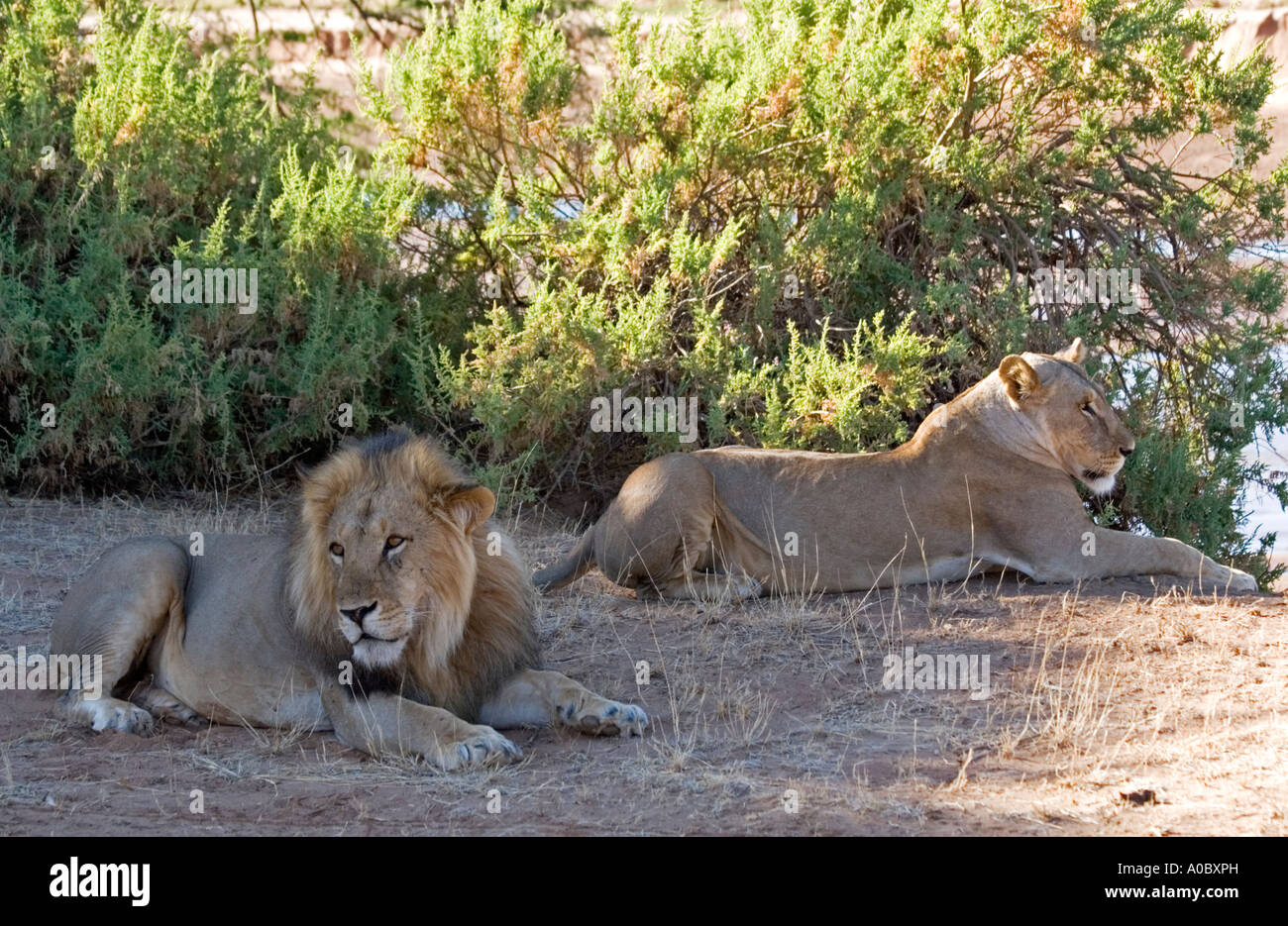 Par el resto de leones en África Kenia sombra Foto de stock