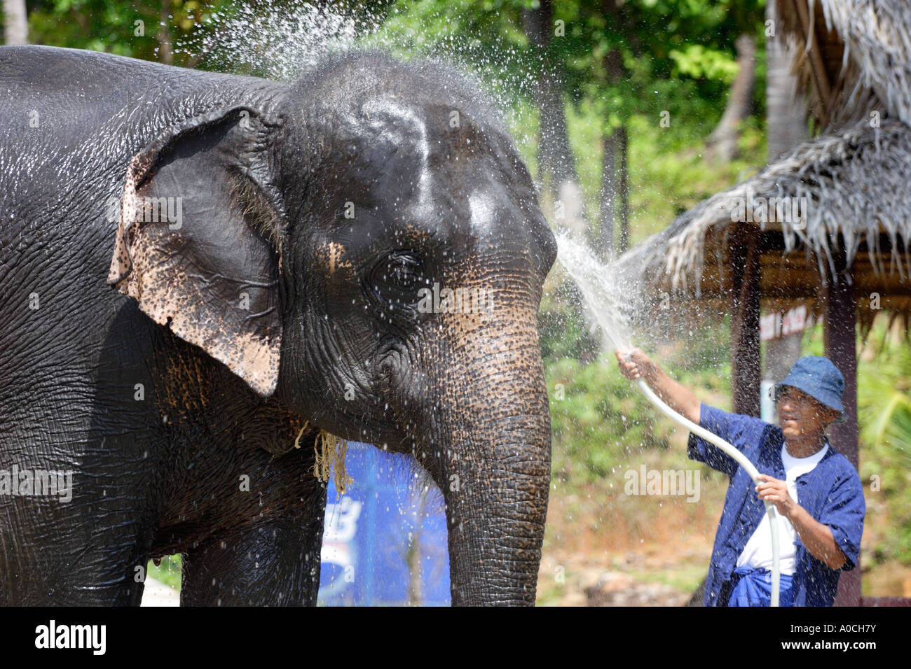 Baño de elefantes, Ko Samui, Tailandia Foto de stock