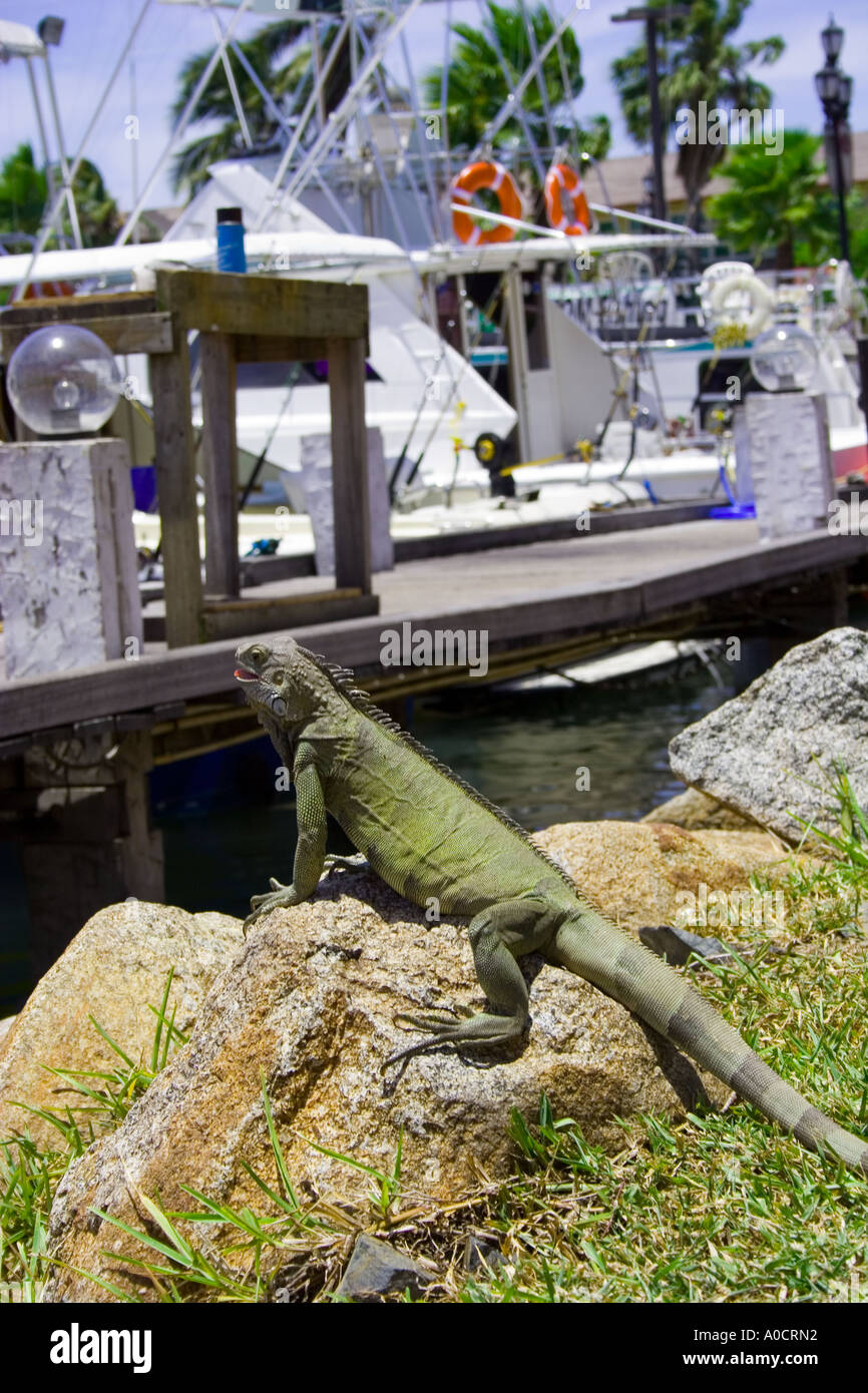 Iguana verde en la zona del puerto de Oranjestad, Aruba Foto de stock