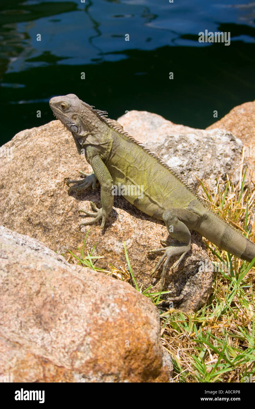 Iguana verde en la zona del puerto de Oranjestad, Aruba Foto de stock