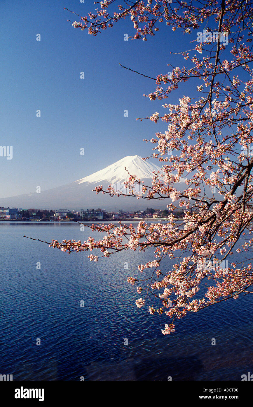 El monte Fuji primavera de los cerezos en flor y el Lago Kawaguchi con el complejo de Kawaguchi en la orilla Japón Foto de stock