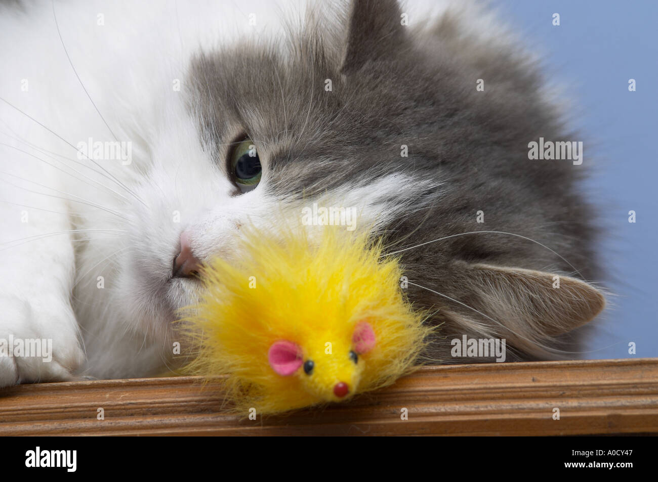 Suave gato de peluche de pelo largo gris y blanco (Felis catus) jugando con su ratón de juguete amarillo favorito Foto de stock