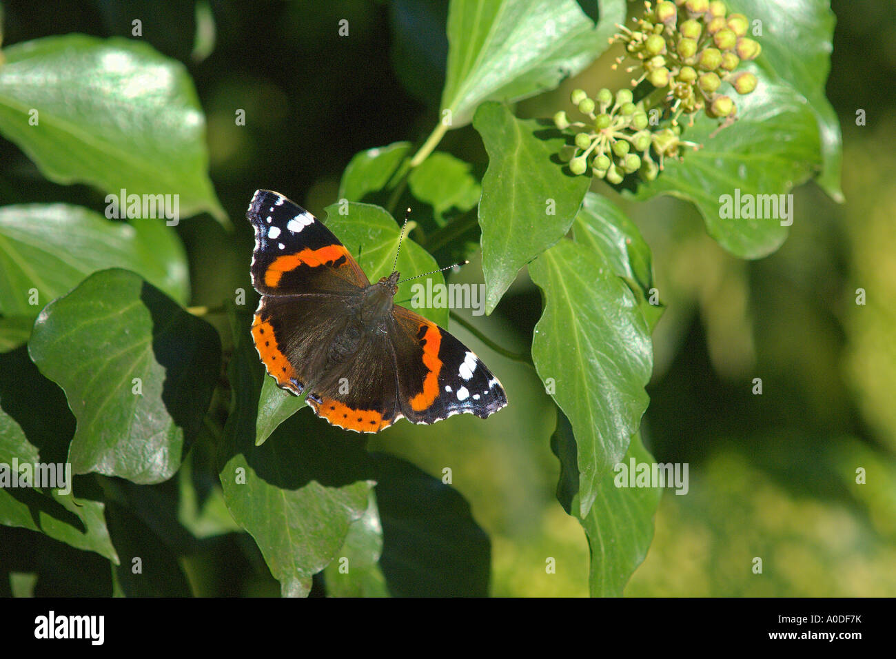 Almirante rojo mariposa Vanessa atalanta nectaring en flor de hiedra Hedera helix Bedfordshire Inglaterra Octubre Foto de stock