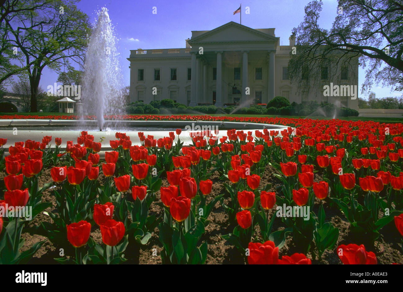 Casa Blanca Washington DC en primavera con las flores y fuente Foto de stock