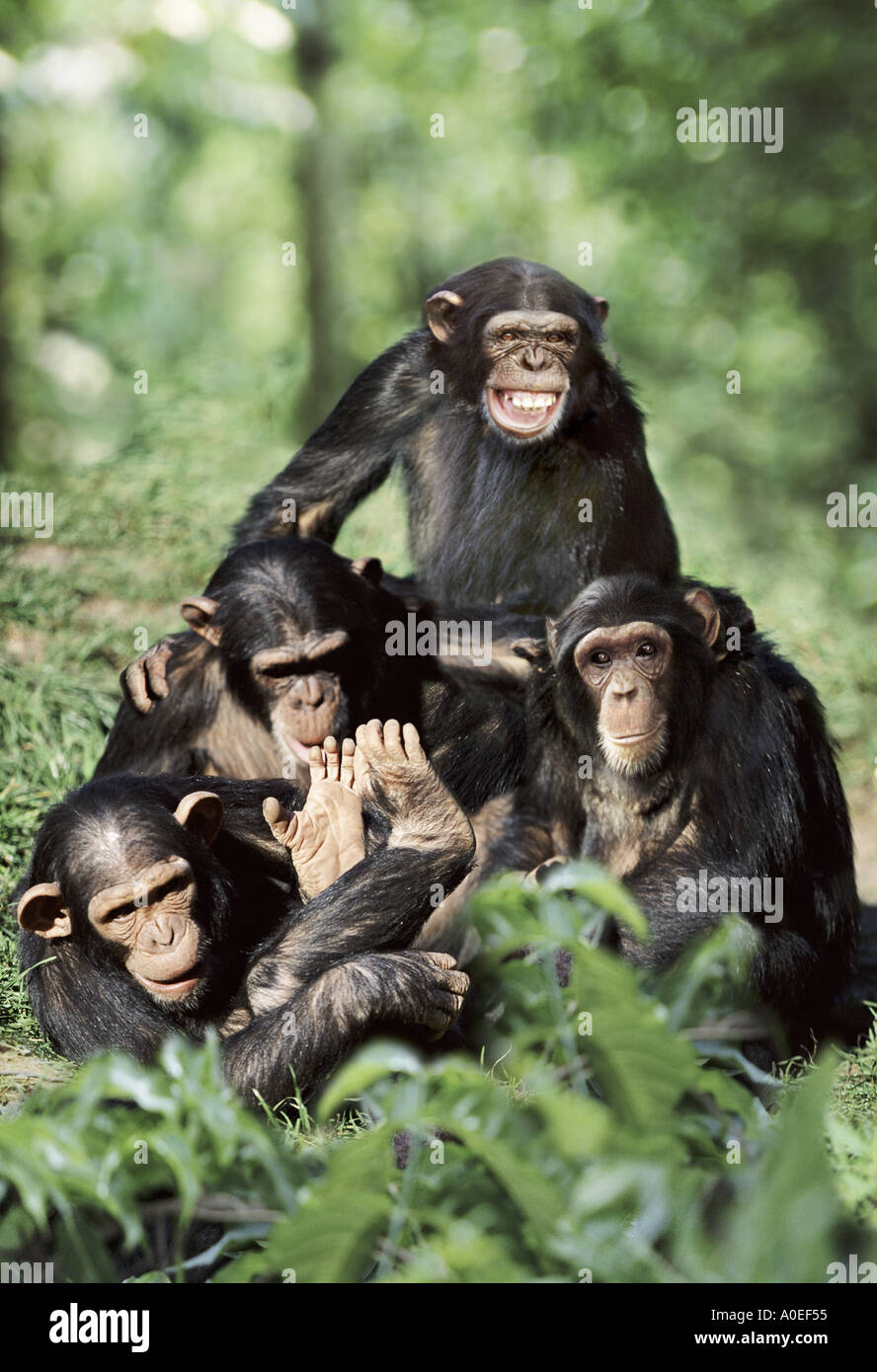 Grupo de chimpancés jugando Foto de stock