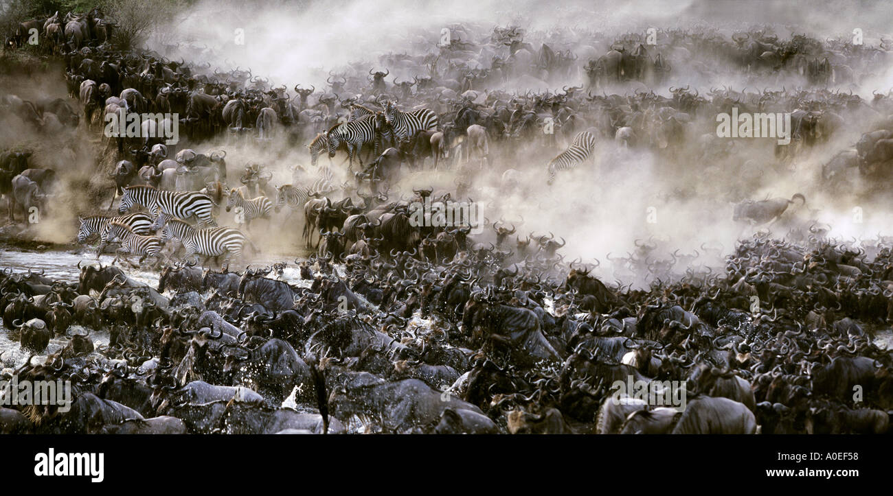 Los ñus y cebras cruzando el río Mara durante la Gran Migración Kenya Foto de stock