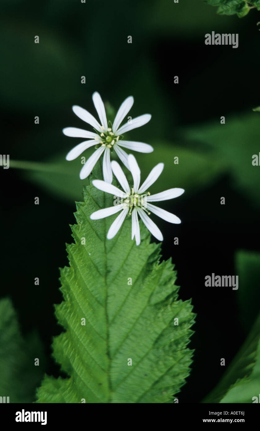 Pantano stitchwort fotografías e imágenes de alta resolución - Alamy