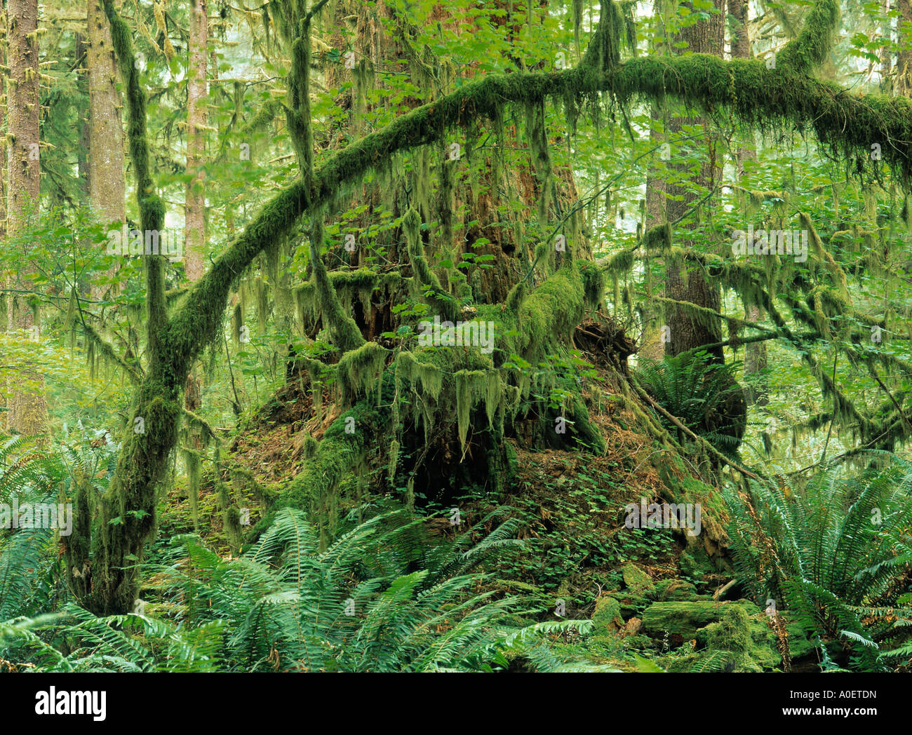 La selva tropical de Daintree Nr Cairns, Queensland, Australia Foto de stock
