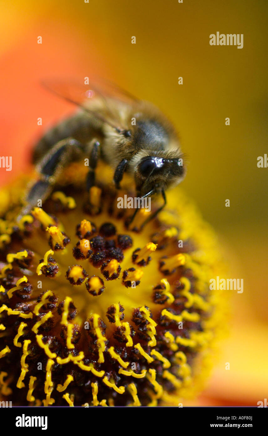 Primer plano de la alimentación de las abejas en flor para recolectar el néctar. Foto de stock
