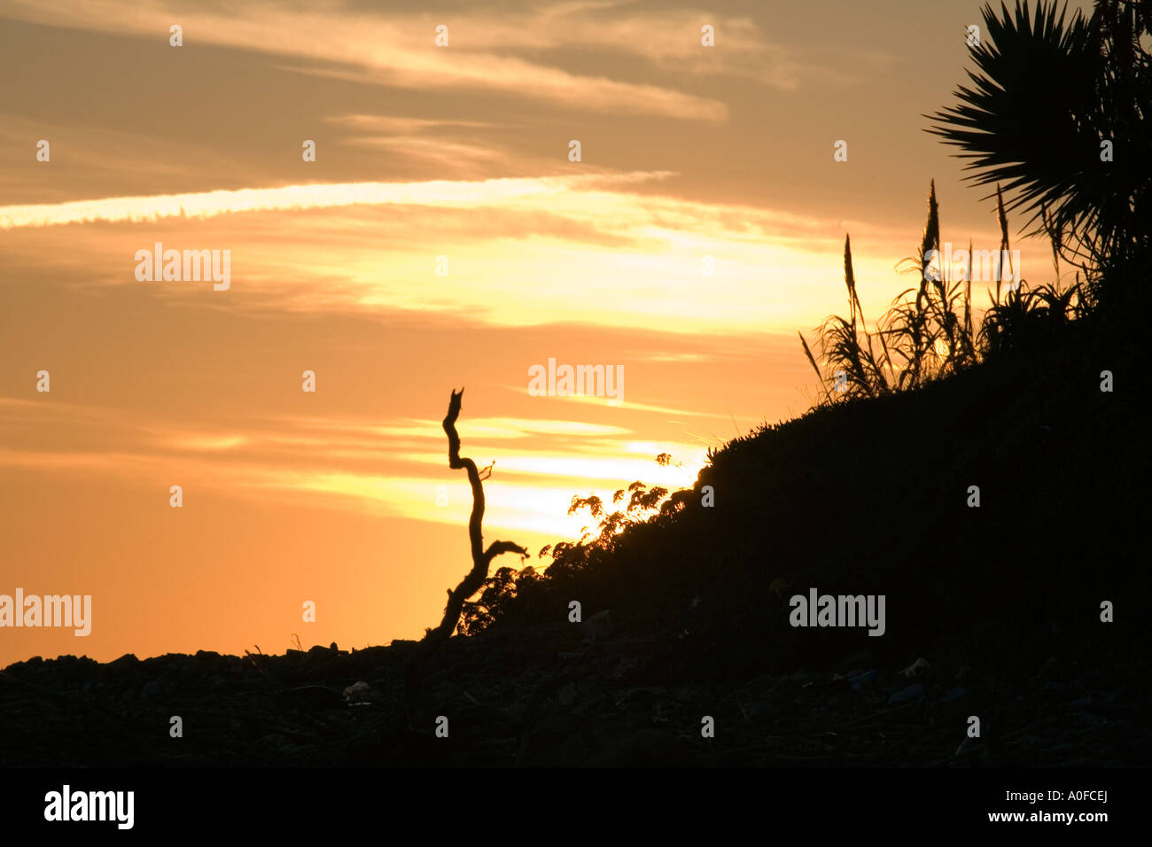 Puesta de sol mediterráneo palm fond atardecer Foto de stock