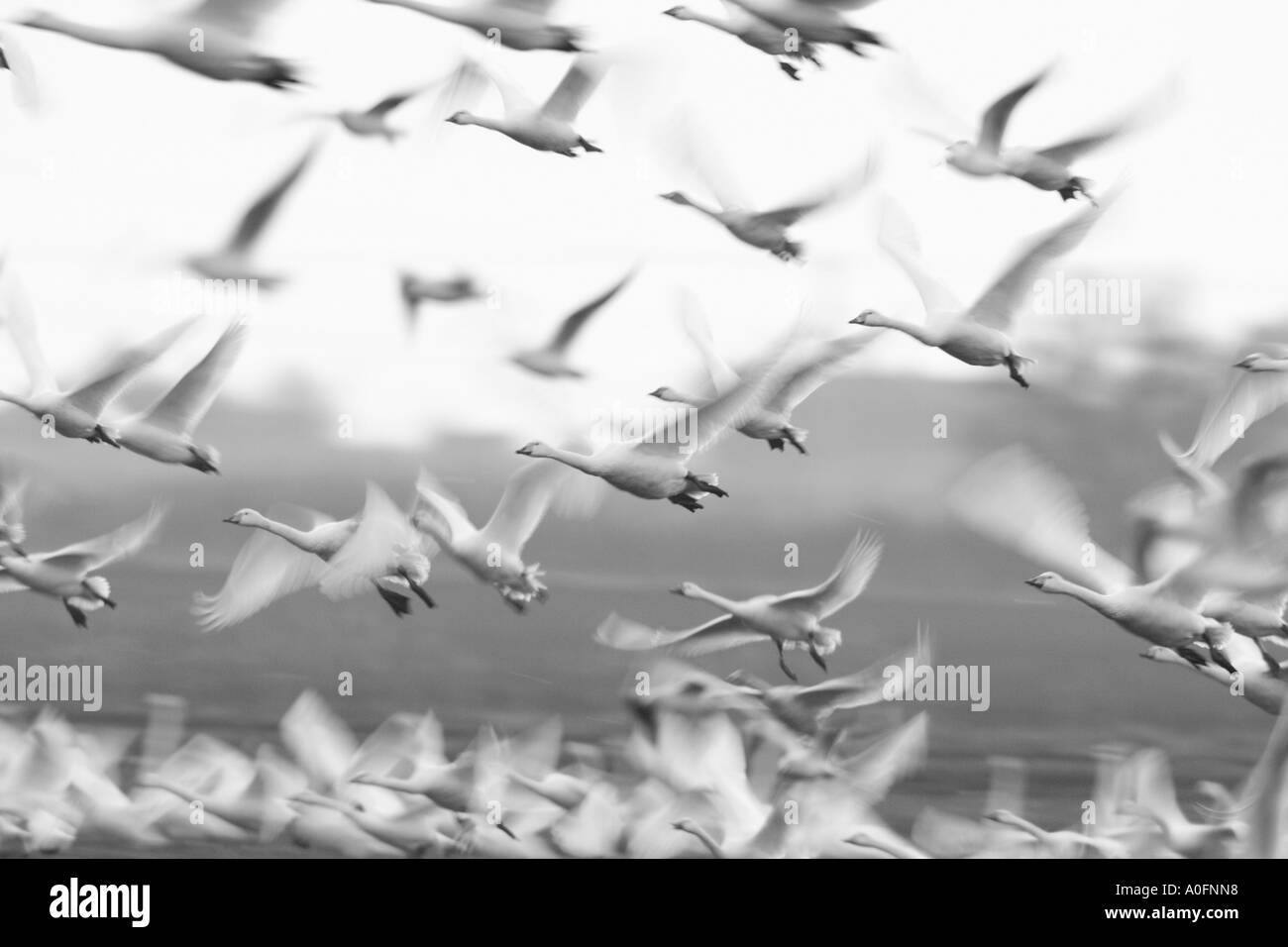 Cisnes cantores Cygnus cygnus en vuelo en las primeras horas de la mañana la luz Welney Norfolk Foto de stock