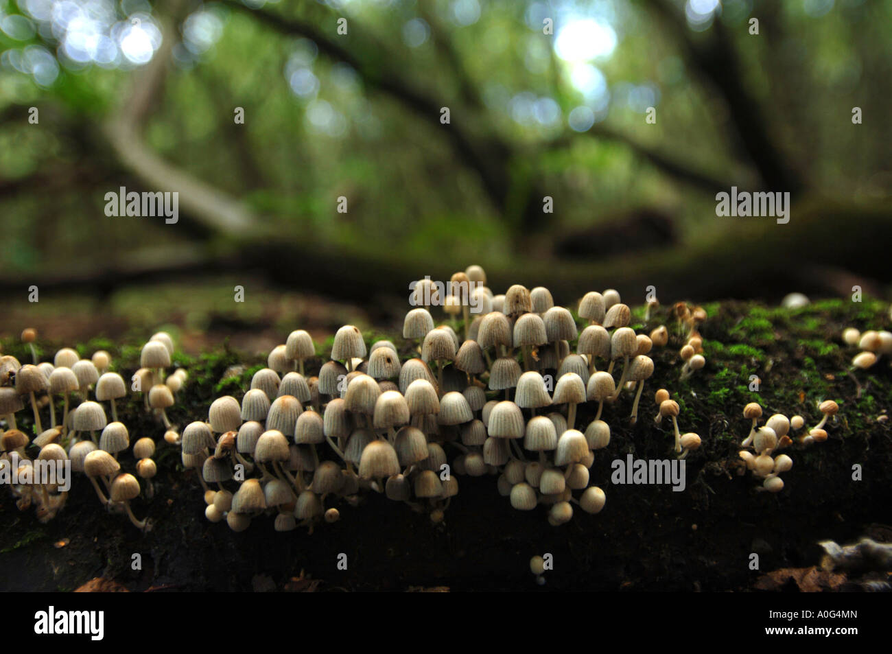 Viejos troncos podridos con MOSS y capó o Coprinus disseminatus hadas hongo en los bosques cerca de USK GALES UK Foto de stock